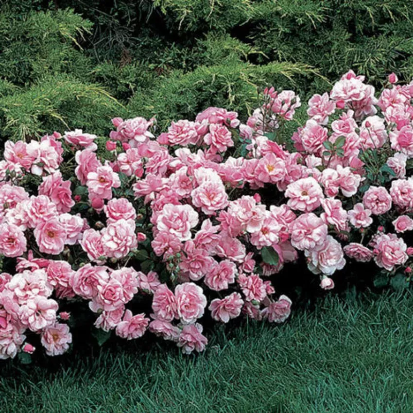Shrub - China Doll Rose