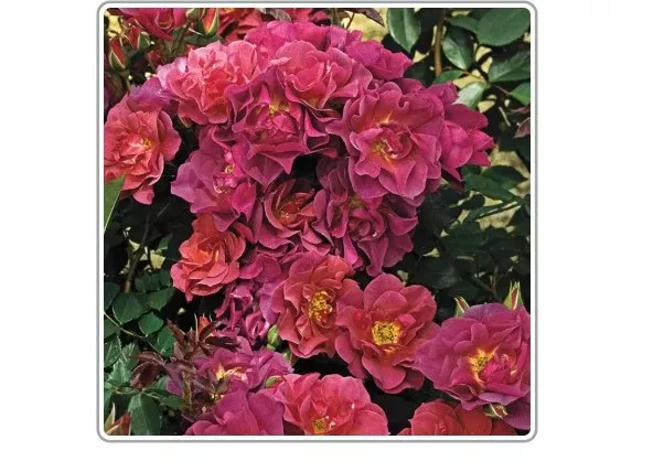 Shrub - Cinco de Mayo Rose