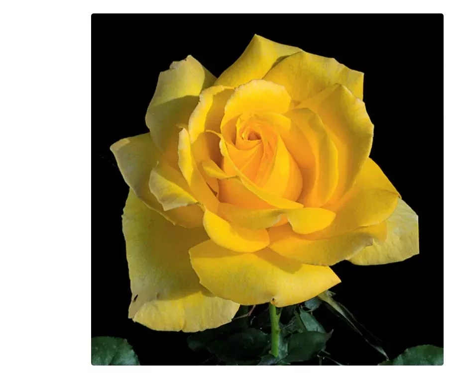 Shrub - Hotel California Rose