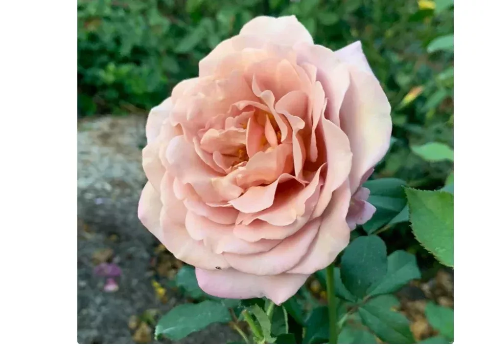 Shrub - Koko Loko Rose