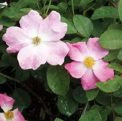 Shrub - Nearly Wild Rose
