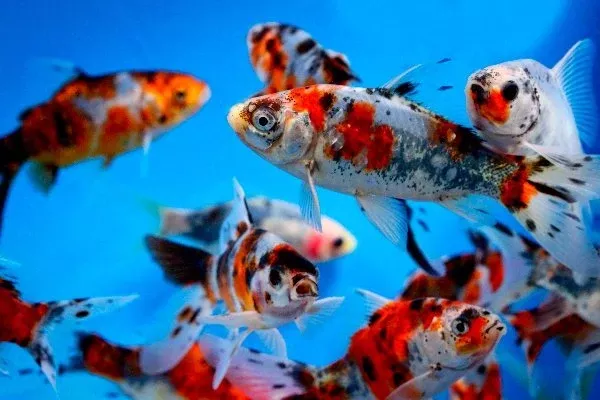 Shubunkins (3 inch) (Carassius Auratus)
