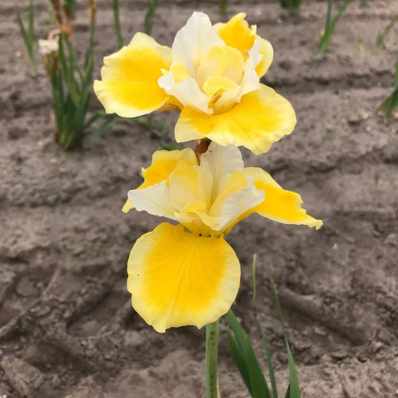 Siberian Iris – Peacock Butterfly Solar Energy