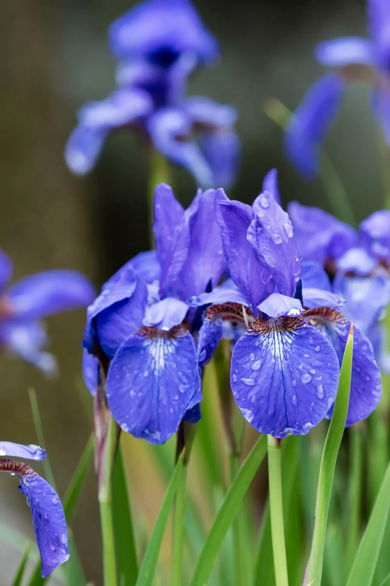 Siberian Iris Plant