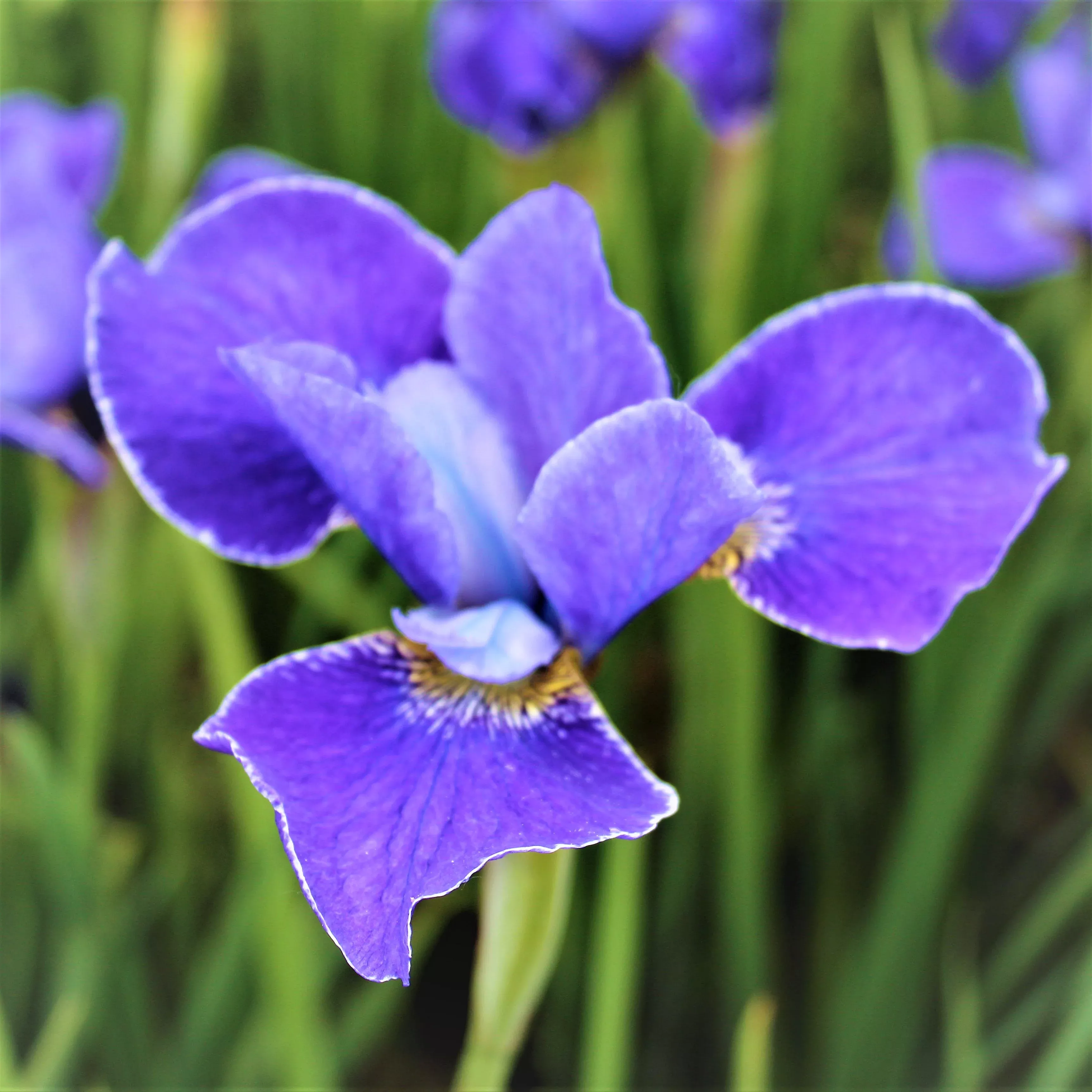 Siberian Iris - Silver Edge
