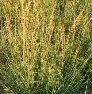 Side Oats Grama