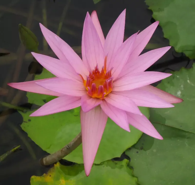 A. Siebert - Day Blooming Tropical Lily