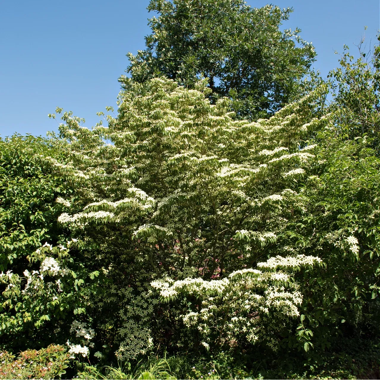 Silky Dogwood Shrub