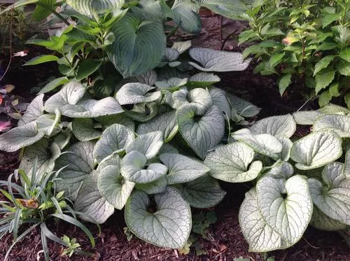 'Silver Heart' Siberian Bugloss