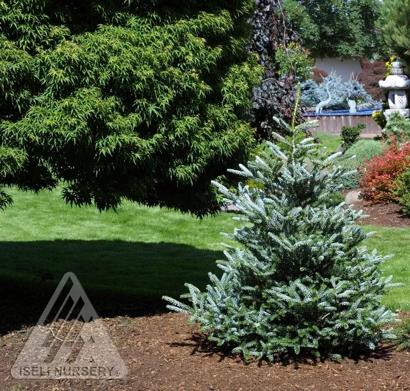 Silver Korean Fir