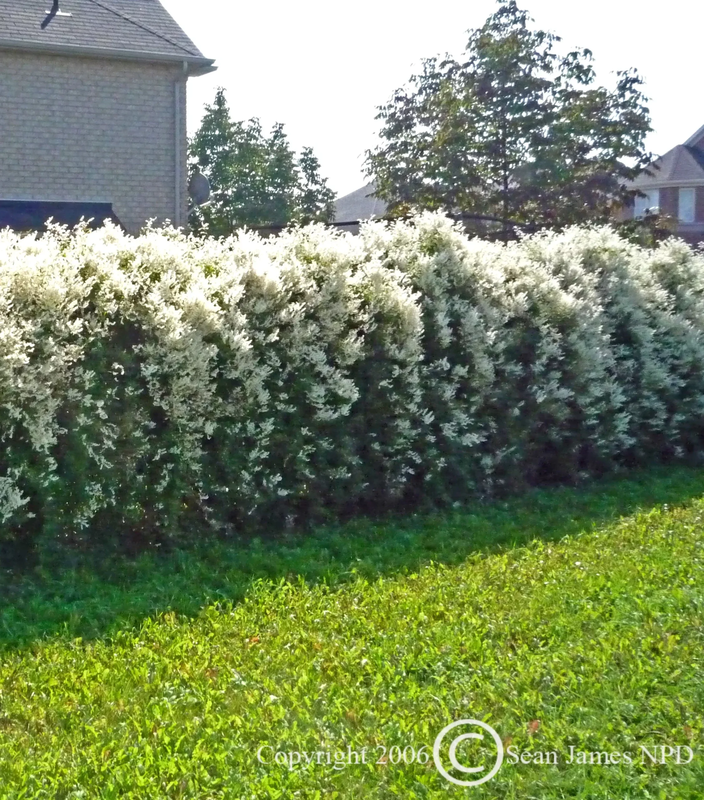 Silverlace Vine