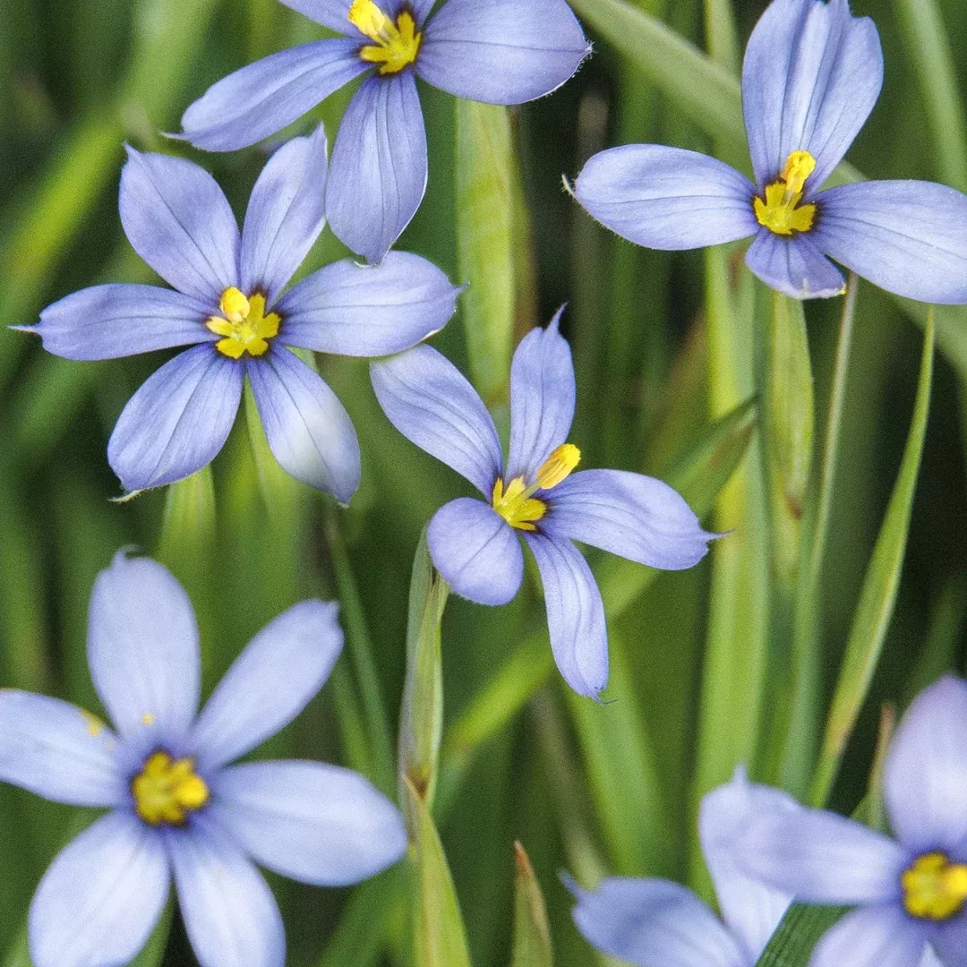 Sisyrinchium angustifolium