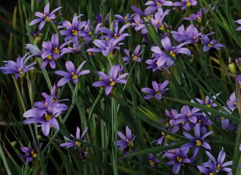 Sisyrinchium montanum "Blue Eyed Grass"