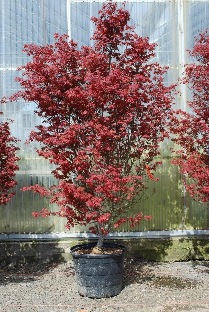 Skeeter's Broom Japanese Maple