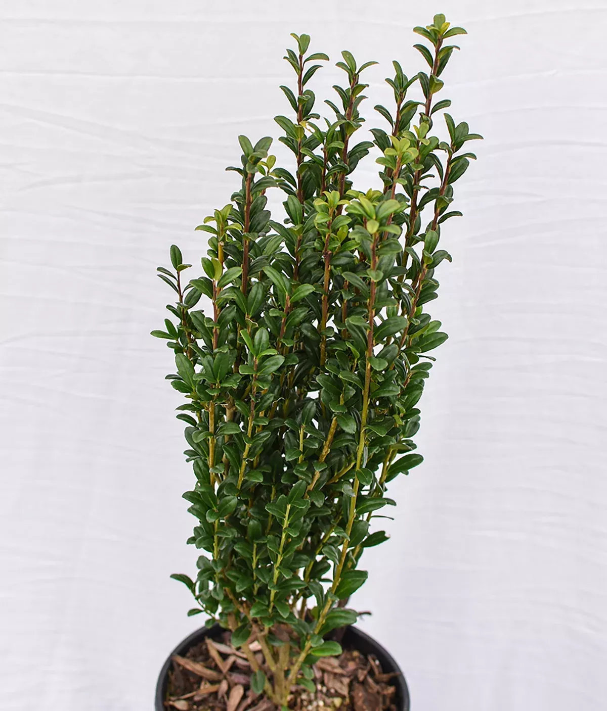 Sky Pencil Japanese Holly