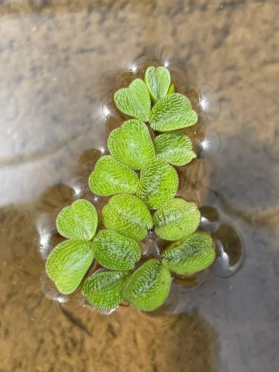 Slavinia Mini Water Velvet