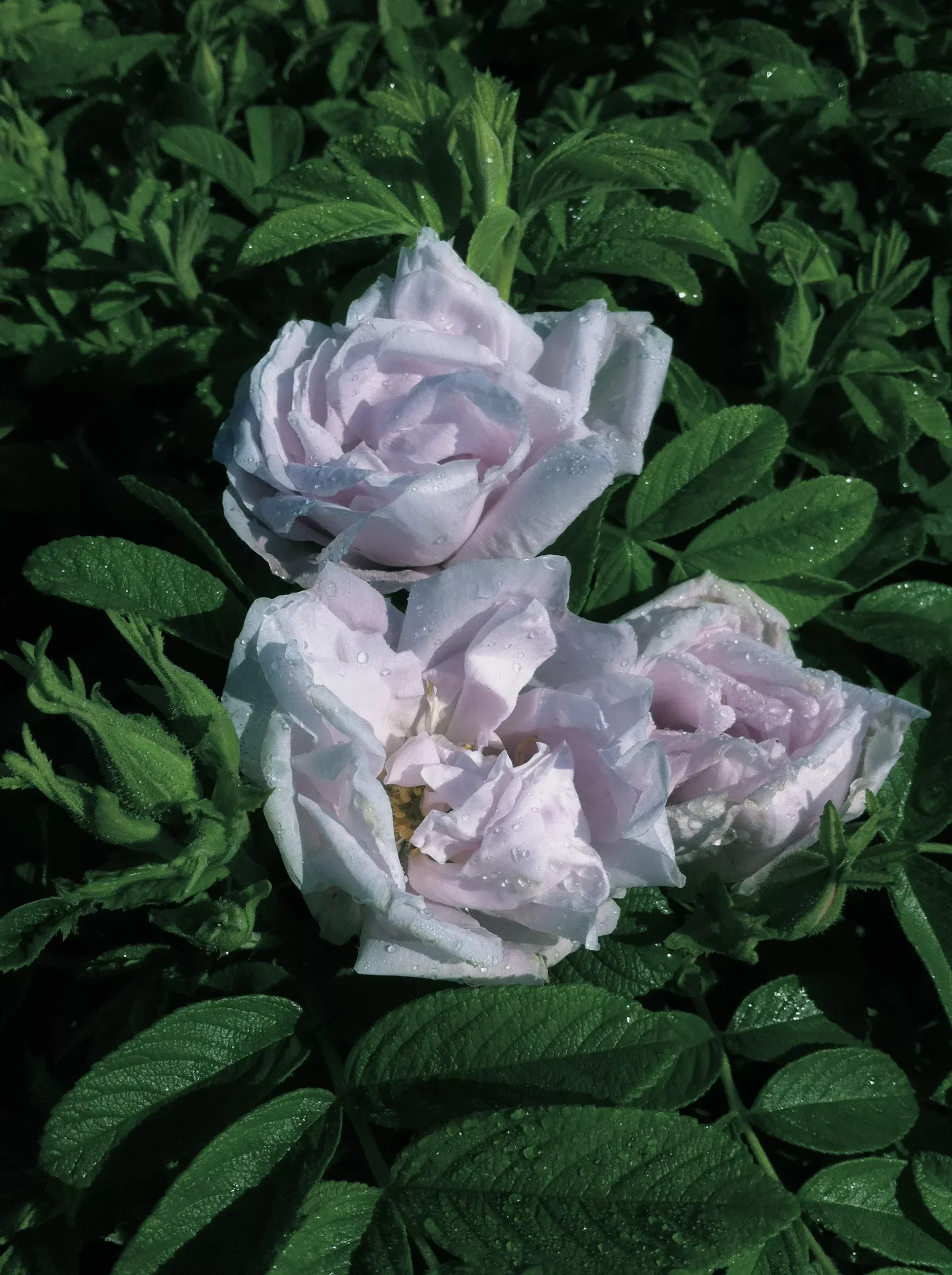 Snow Pavement Rose