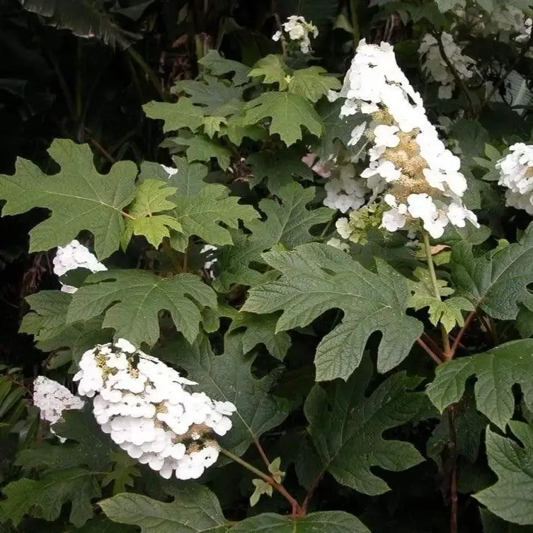 ‘Snow Queen’ Oakleaf Hydrangea