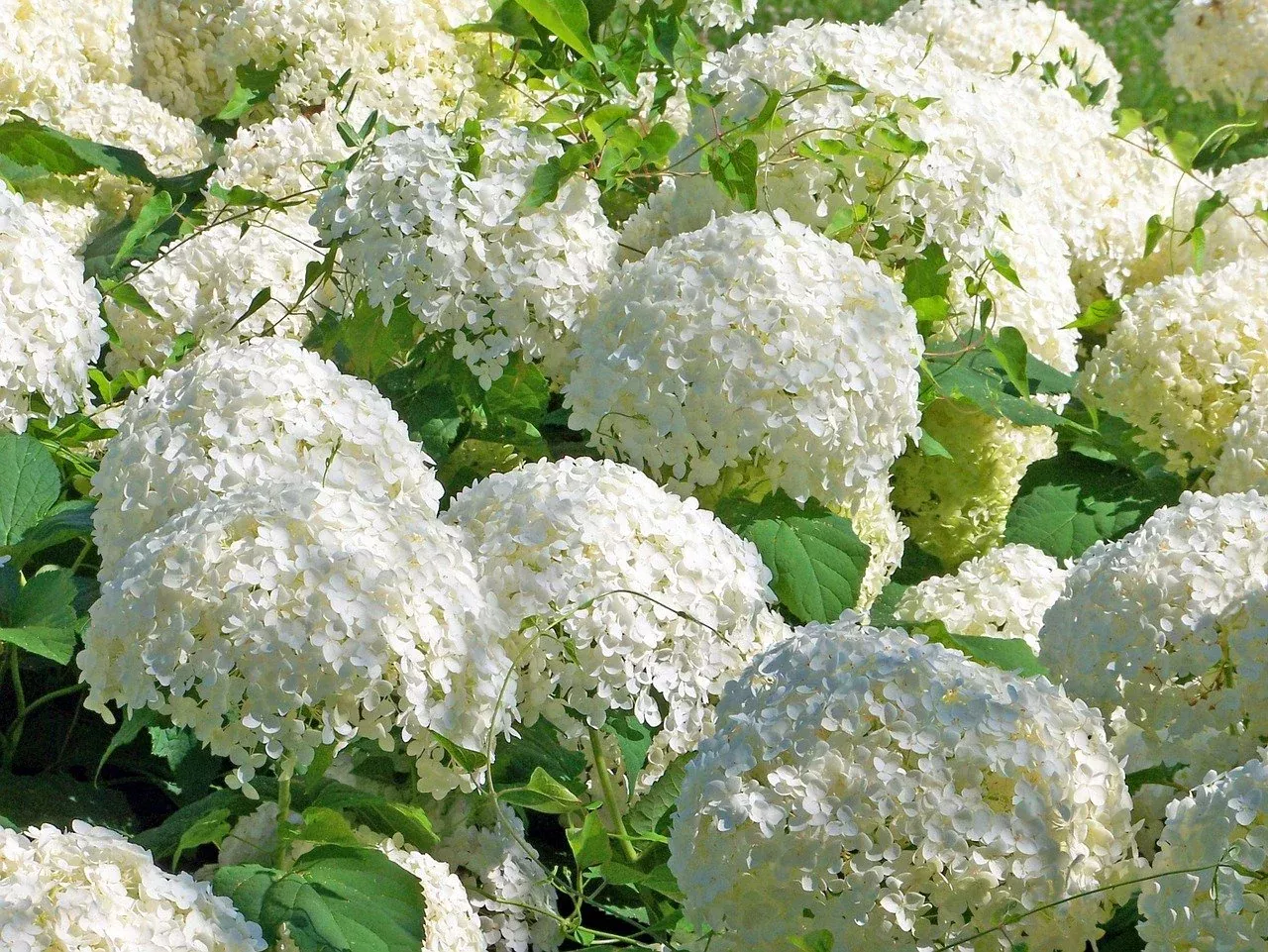 Snowball Viburnum