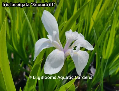 'Snowdrift' Japanese Rabbit-ear Iris (Iris laevigata) aquatic iris for ponds