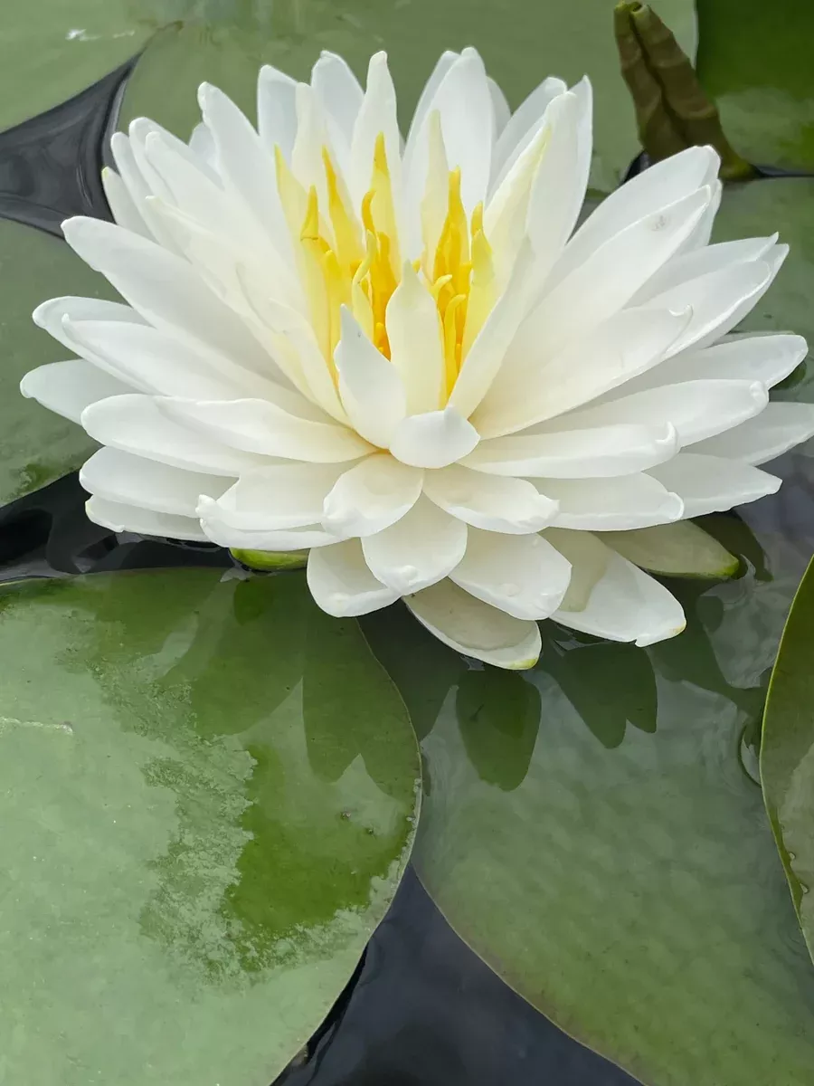 Snowflake White Hardy Lily
