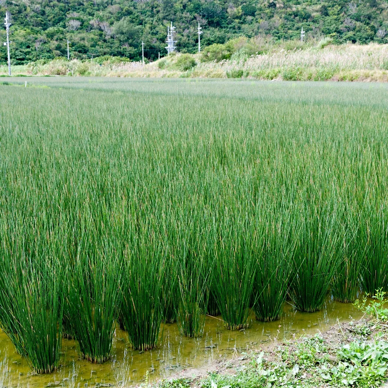 Soft Rush Grass