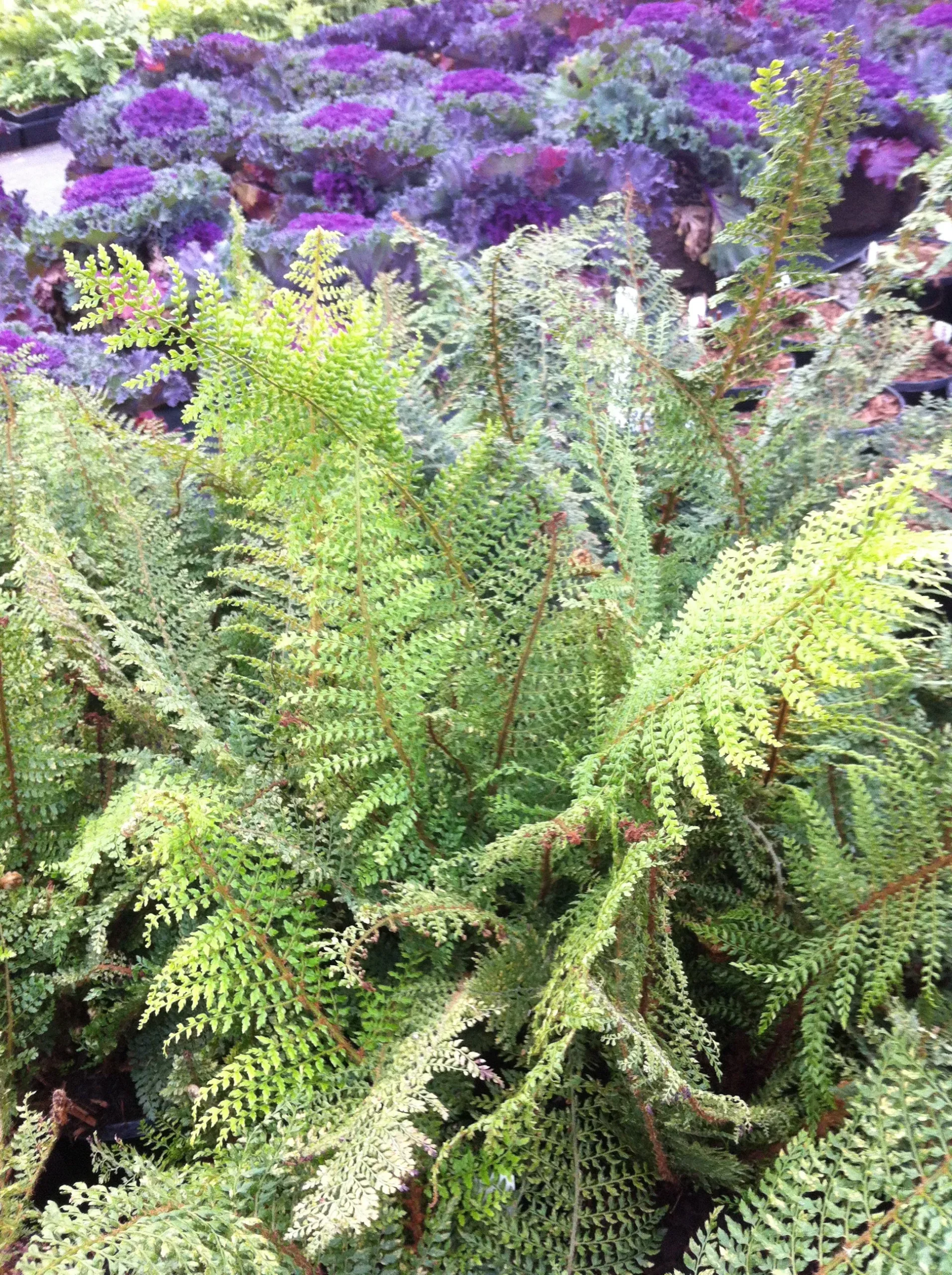 Soft Shield Fern