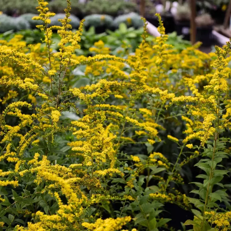 Solidago 'Fireworks'