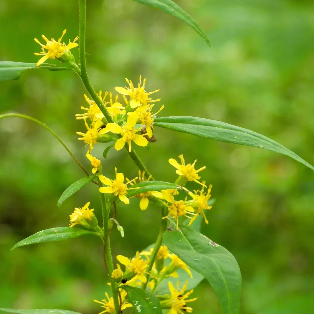Solidago flexicaulis