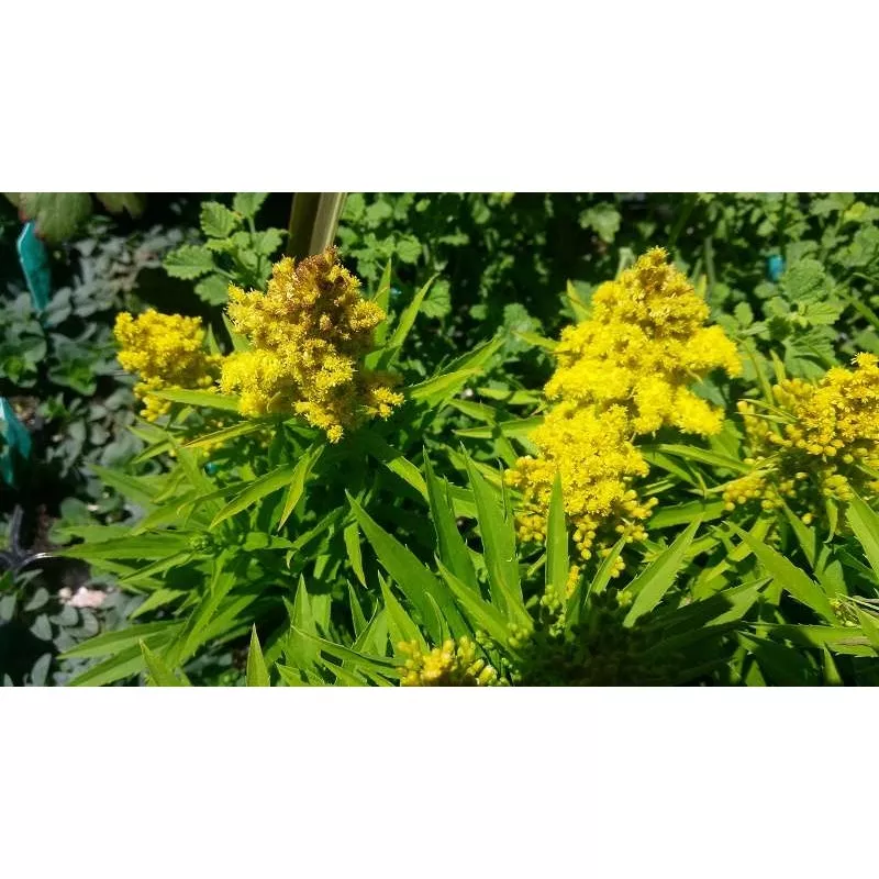 Solidago 'Little Lemon'
