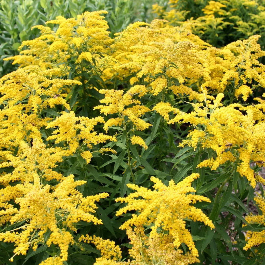 Solidago 'Little Miss Sunshine'