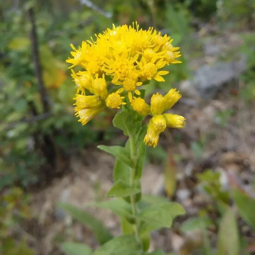Solidago rigida