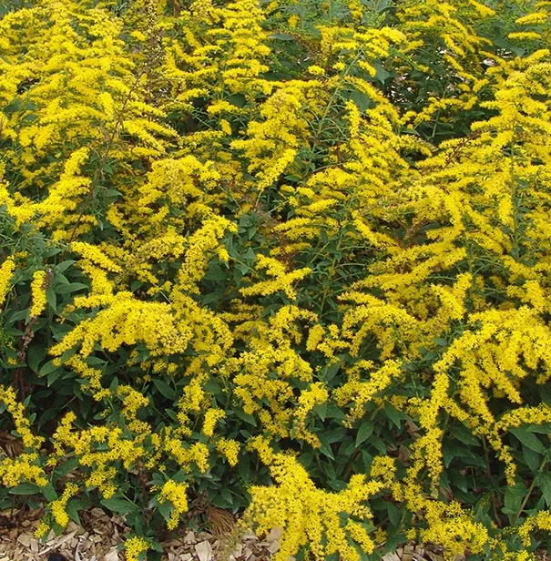 Solidago sphacelata Golden Fleece #1