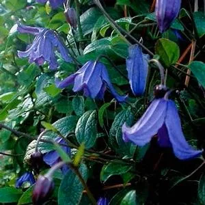 Solitary Clematis
