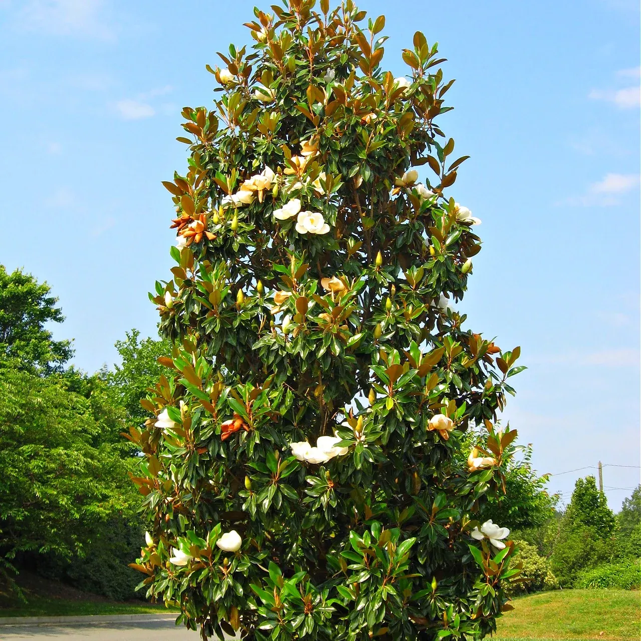 Southern Magnolia Tree