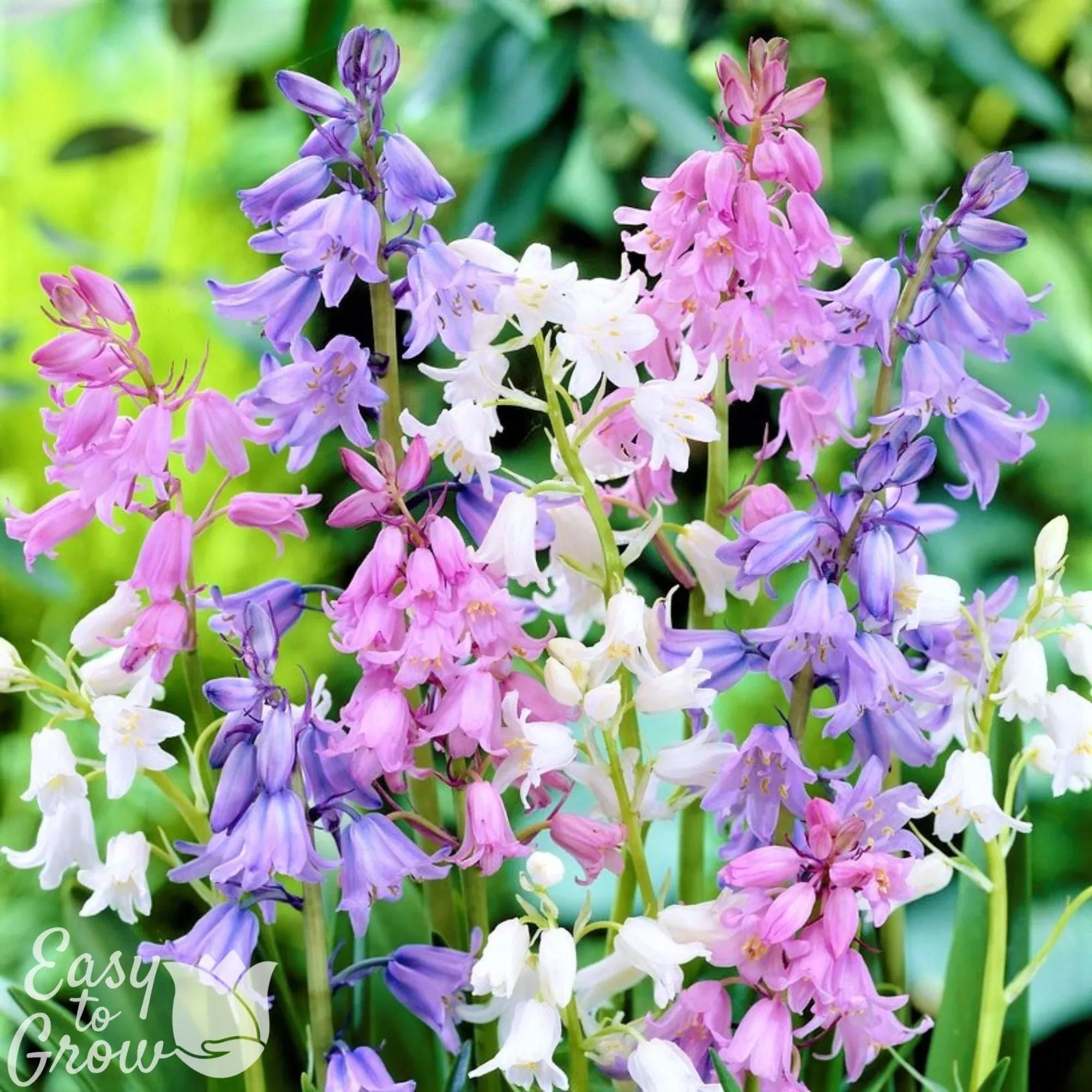 Spanish Bluebells - Hyacinthoides Mix