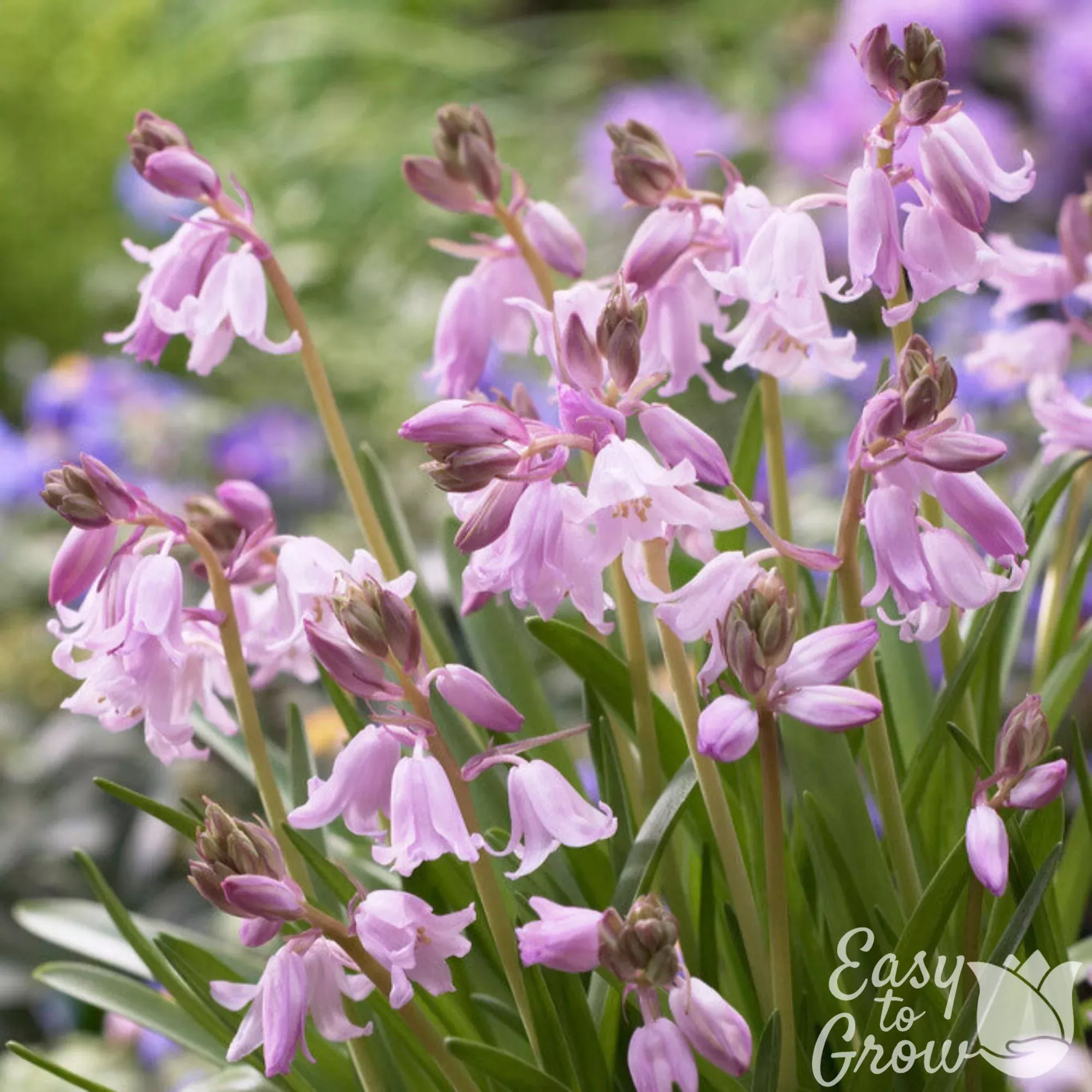 Spanish Bluebells - Hyacinthoides Pink