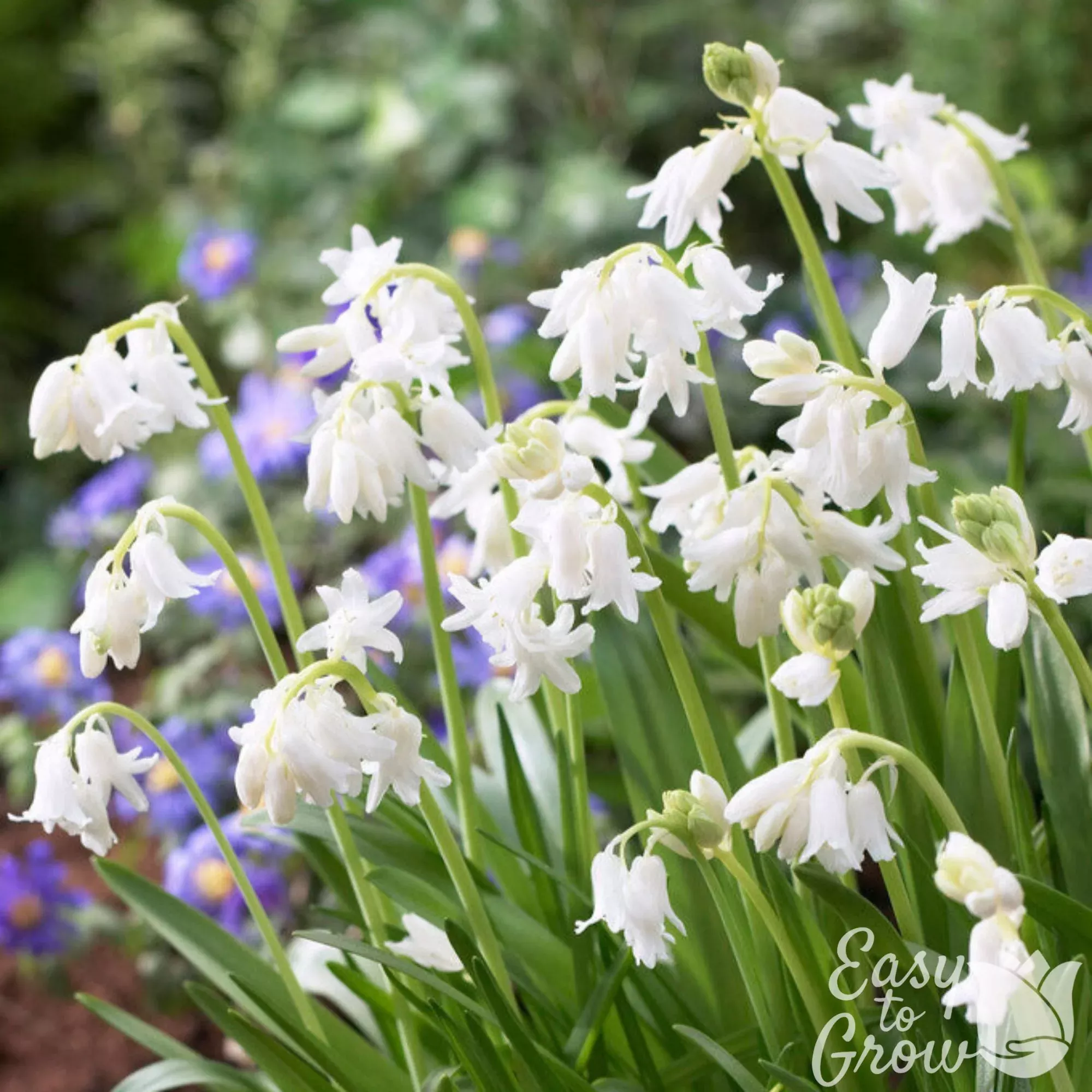 Spanish Bluebells - Hyacinthoides White