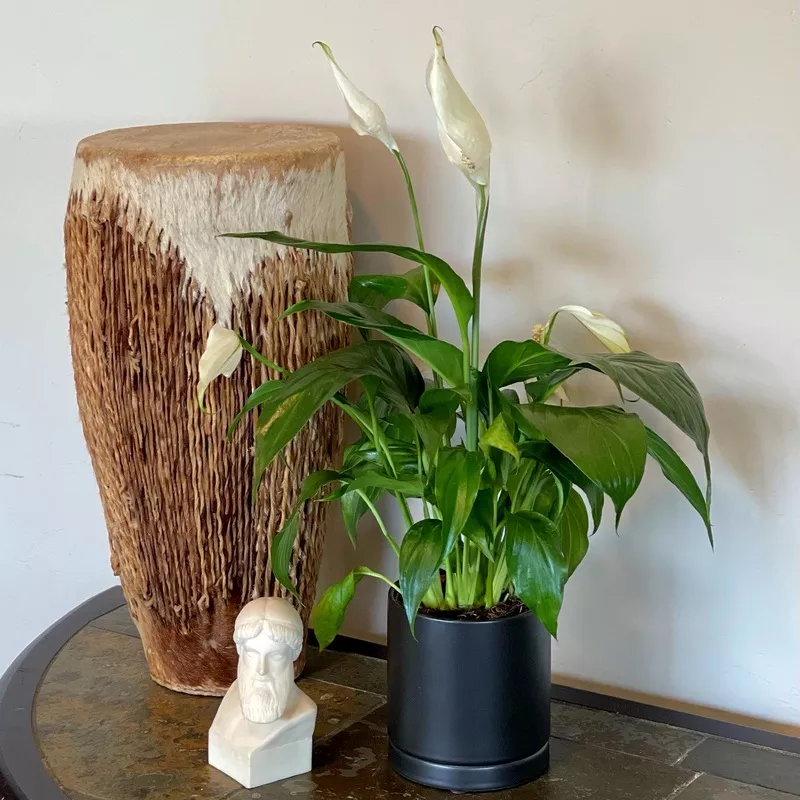Spathiphyllum Peace Lily Houseplant