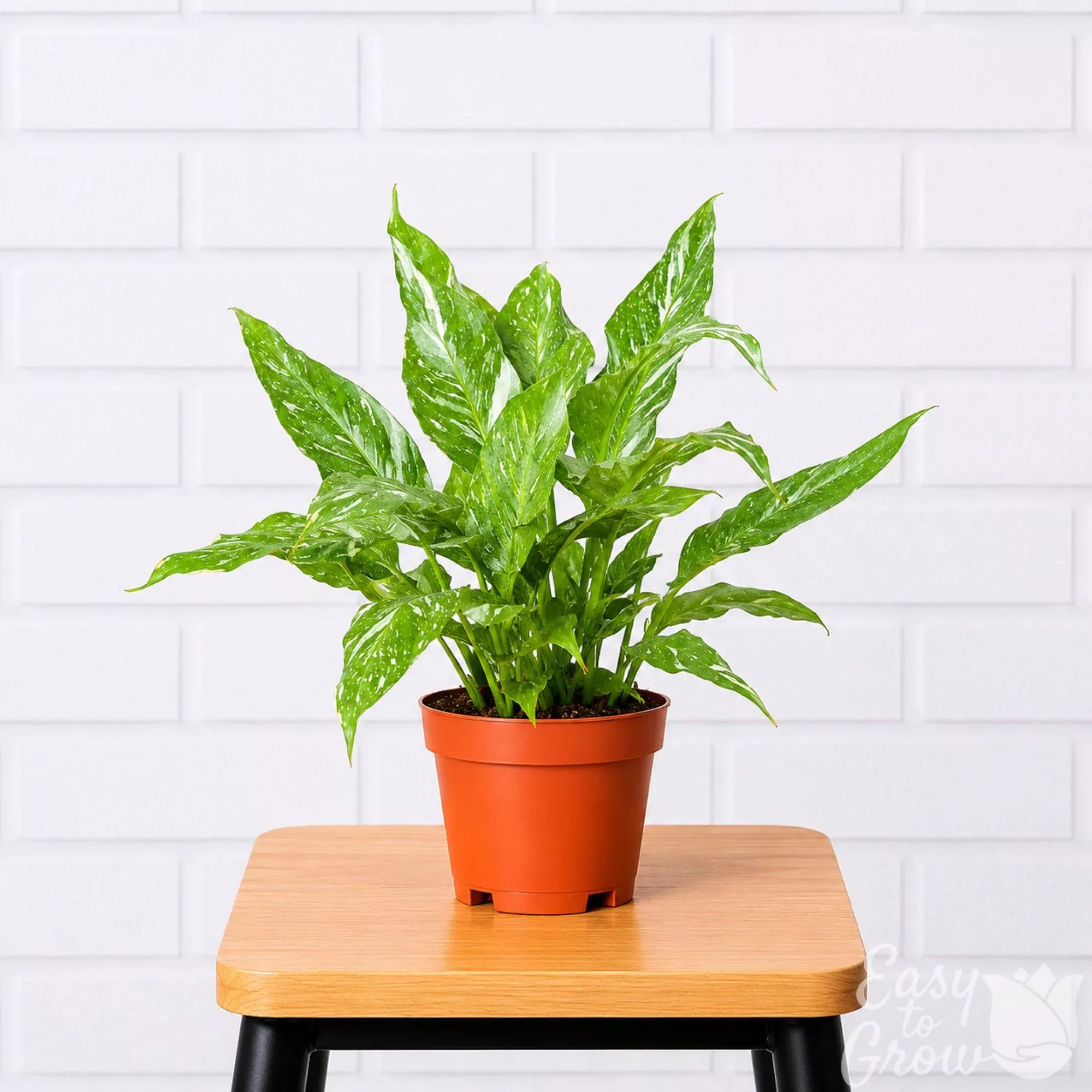 Spathiphyllum Variegated Peace Lily Potted Houseplant