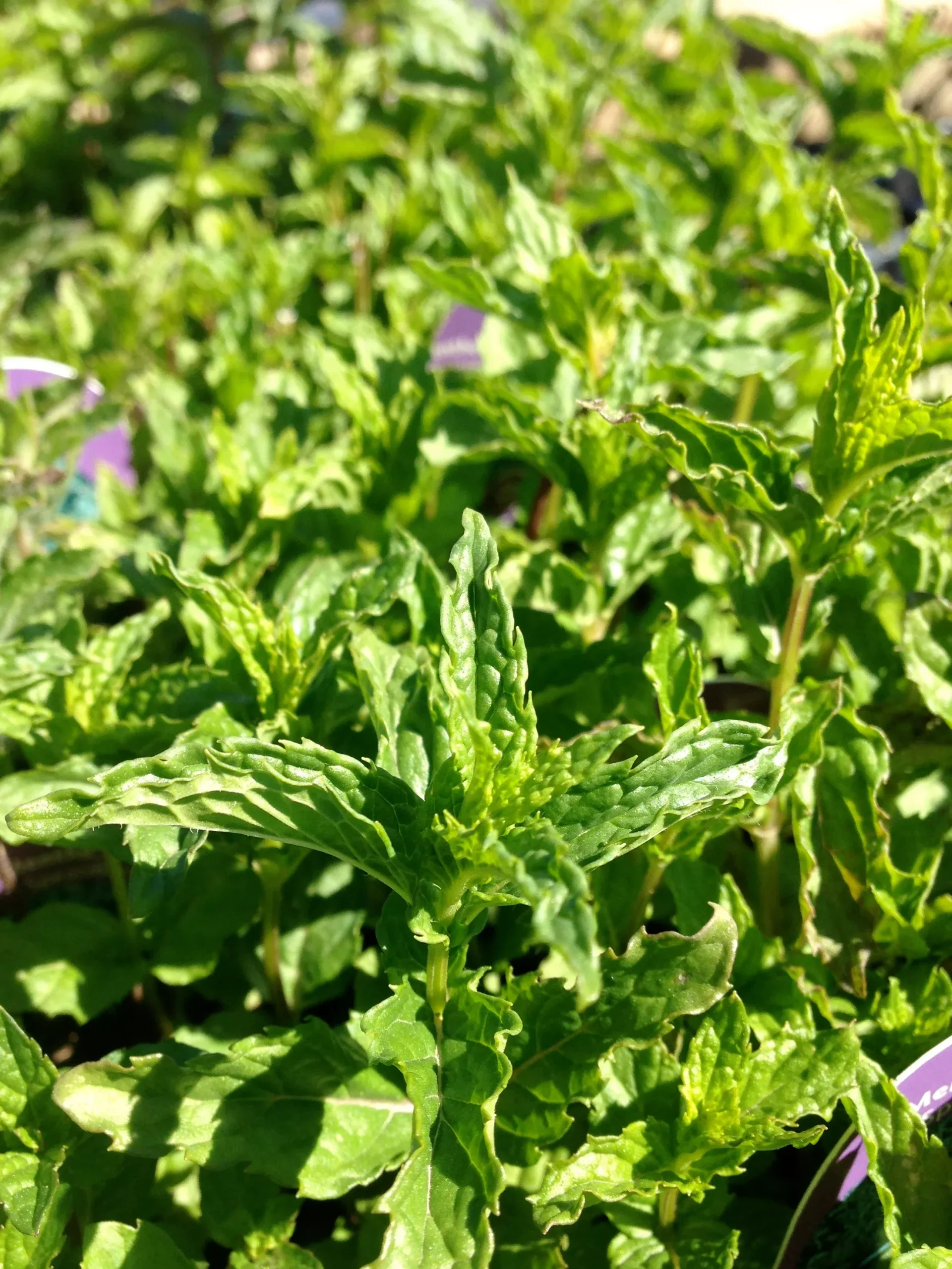Spearmint