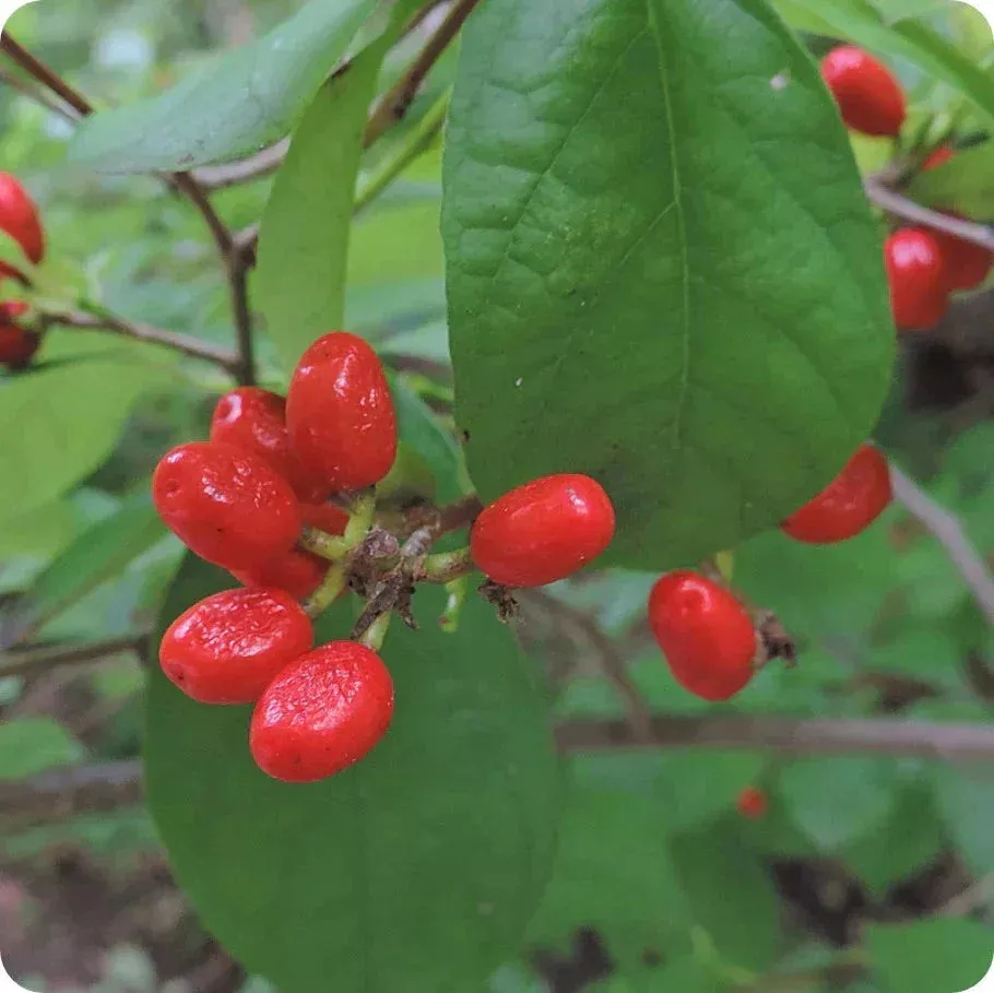 Spice Bush