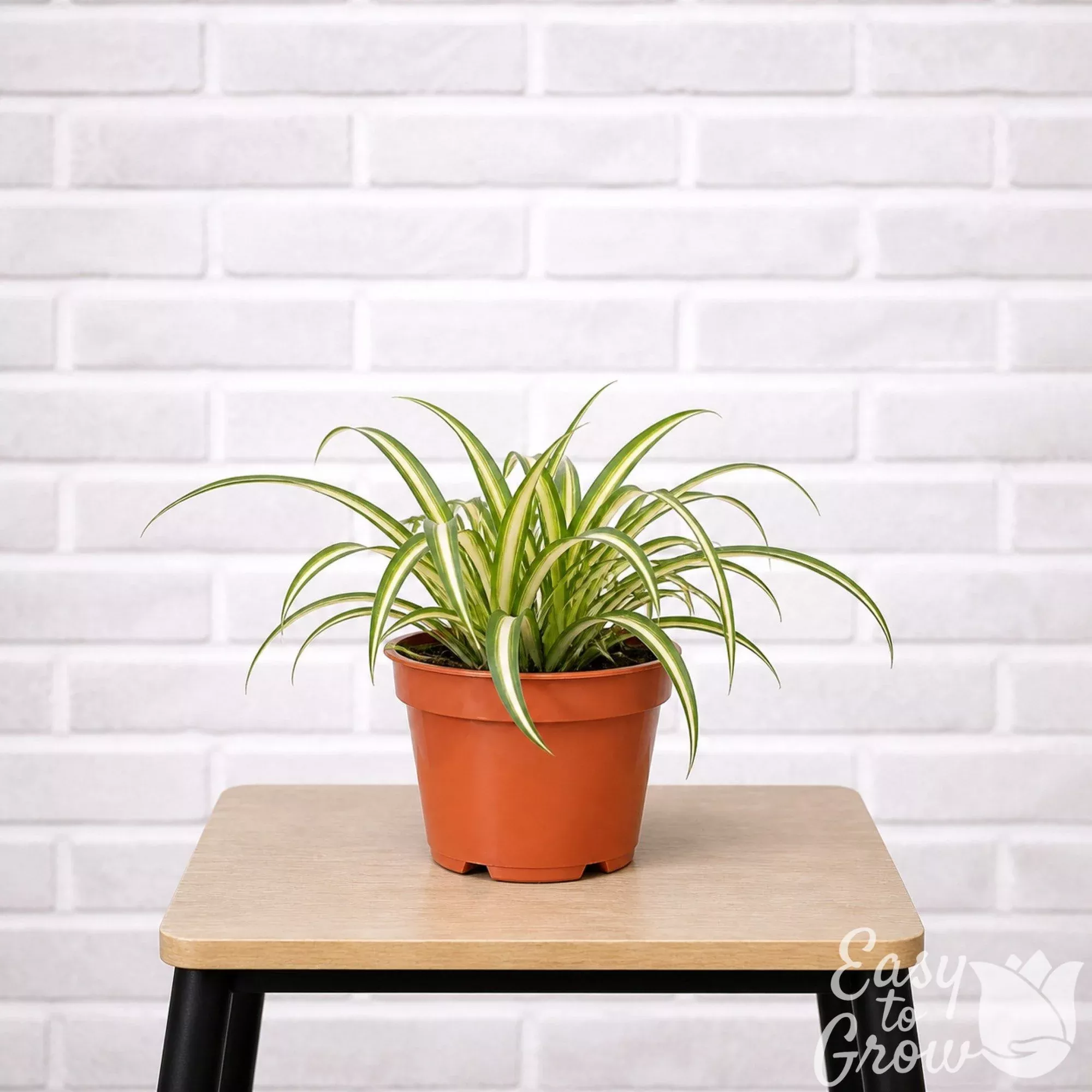 Spider Plant Variegated Houseplant