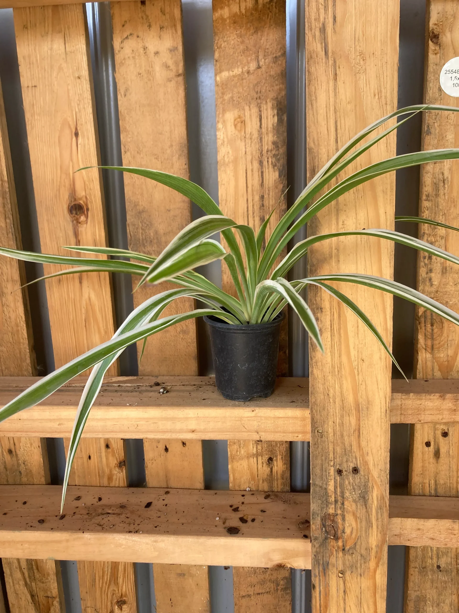 Spiderplant