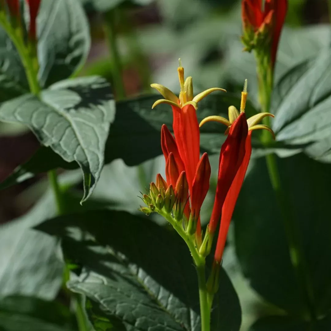 Spigelia 'Rajin Cajun'