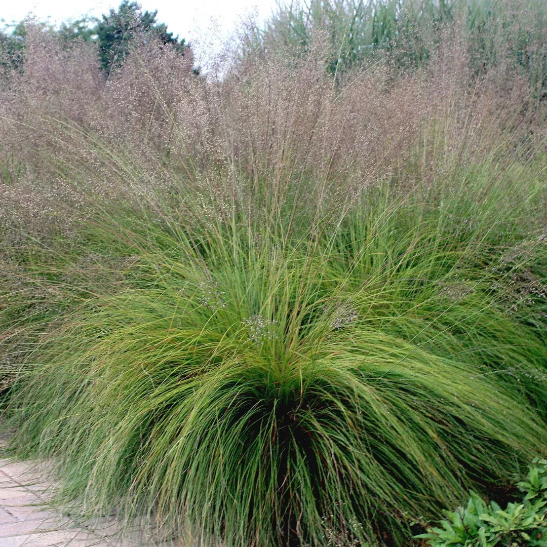Sporobolus heterolepsis