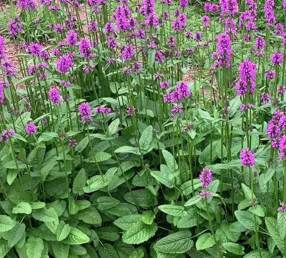 Stachys Hummelo #1