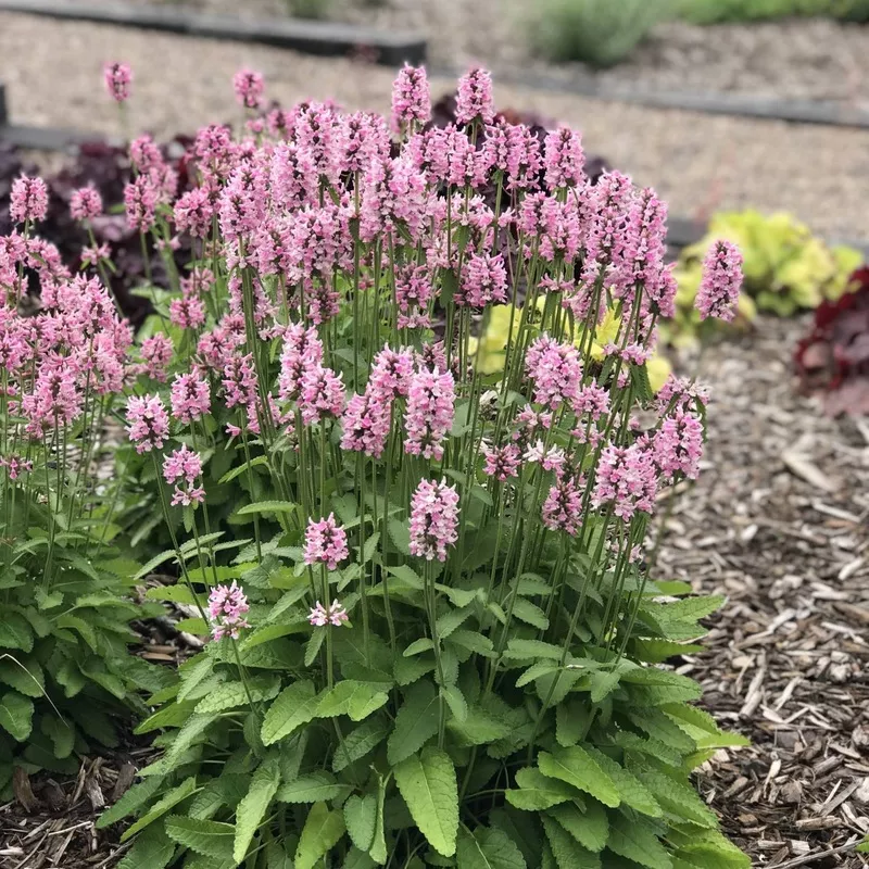 Stachys - Summer Crush 2 Pack