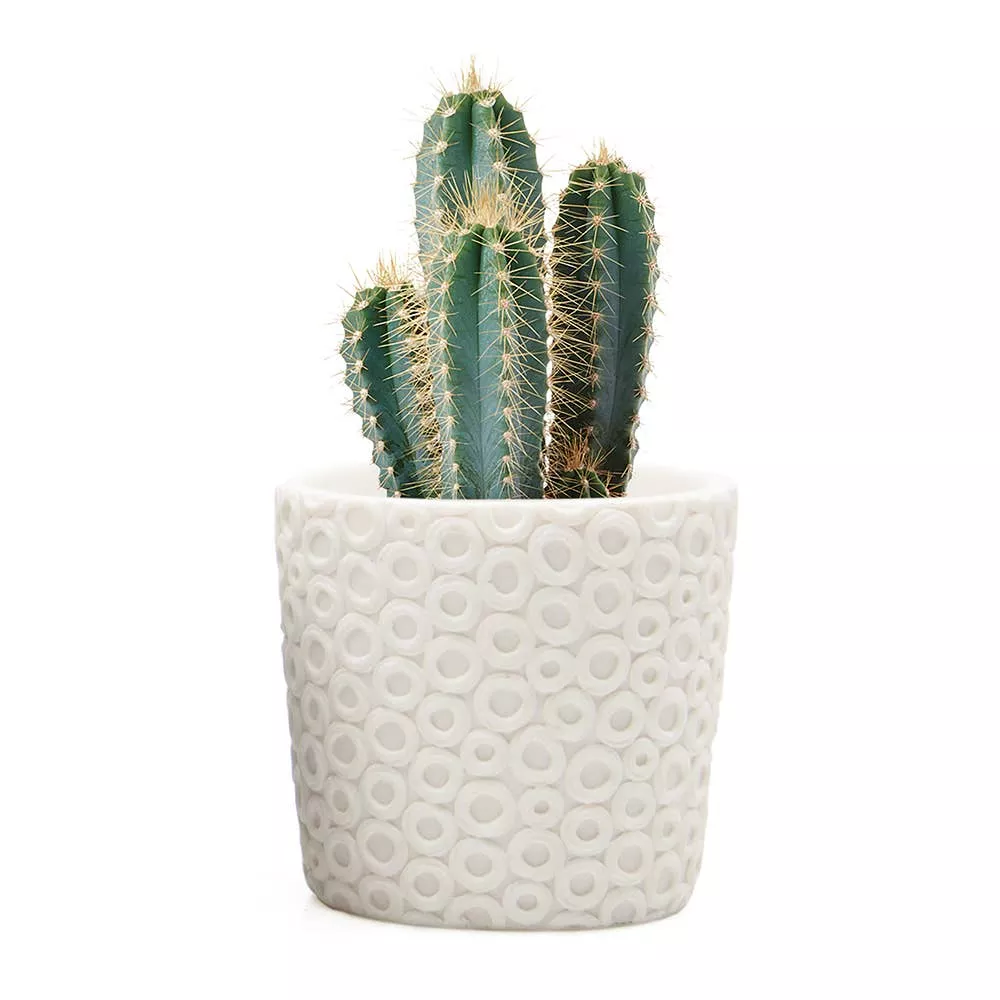 Stagma Planter For Succulents Indoor Planter 3 Inch