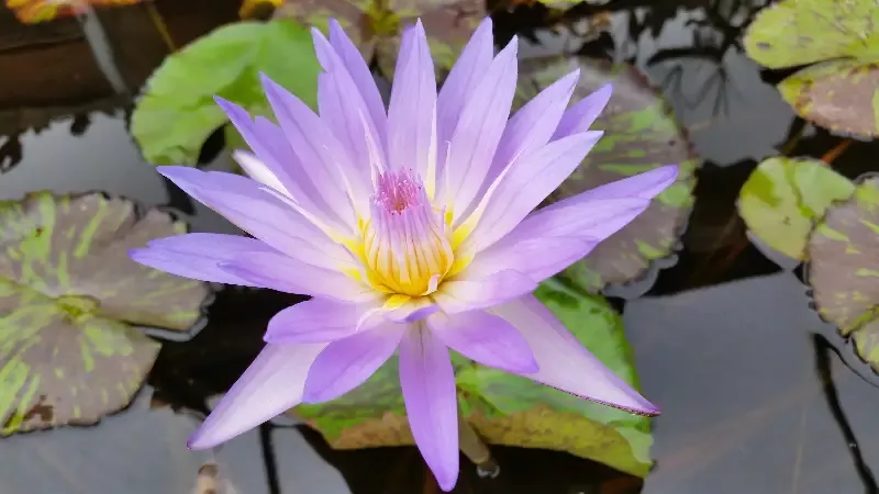 Star Of Siam - Day Blooming Tropical Lily